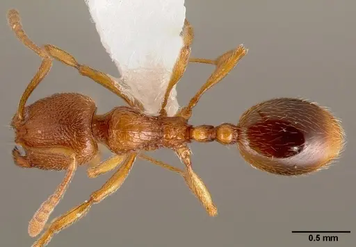 Stenamma californicum specimen CASENT0005811 image casent0005811_1