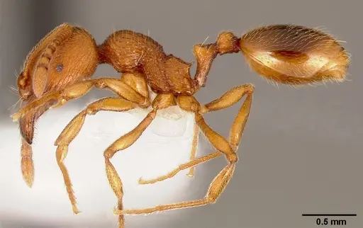 Stenamma californicum specimen CASENT0005811 image casent0005811_3