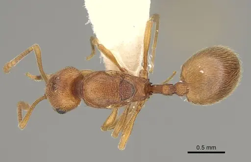 Stenamma californicum specimen CASENT0100098 image casent0100098_1