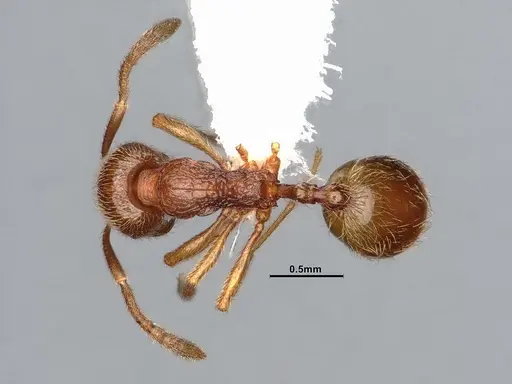Stenamma californicum specimen CASENT0106910 image casent0106910_1