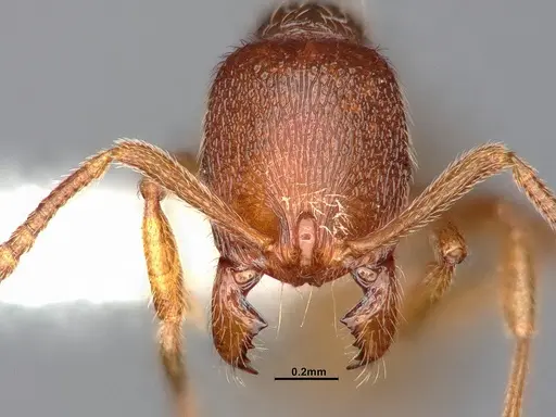 Stenamma californicum specimen CASENT0106910 image casent0106910_3