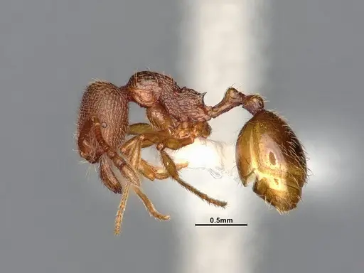 Stenamma californicum specimen CASENT0106910 image casent0106910_4