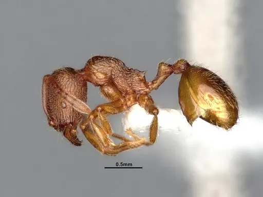 Stenamma californicum specimen CASENT0106925 image casent0106925_4