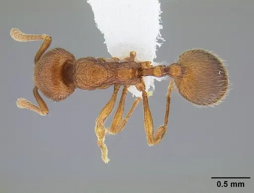 Stenamma californicum specimen CASENT0221920 image casent0221920_1