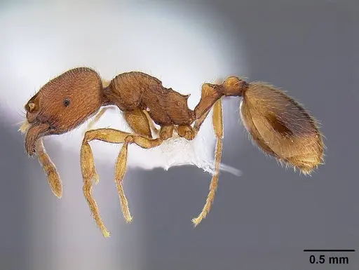 Stenamma californicum specimen CASENT0844134 image casent0844134_3