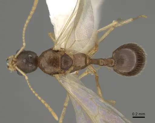 Stenamma californicum specimen CASENT0863114 image casent0863114_1