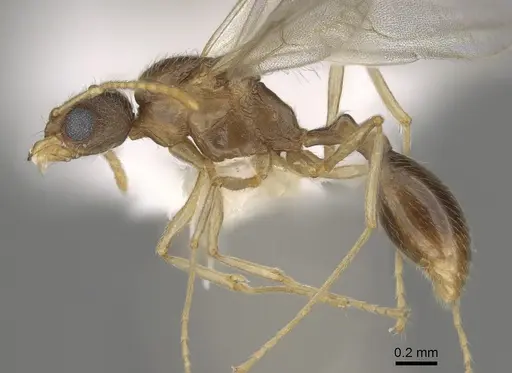 Stenamma californicum specimen CASENT0863114 image casent0863114_3