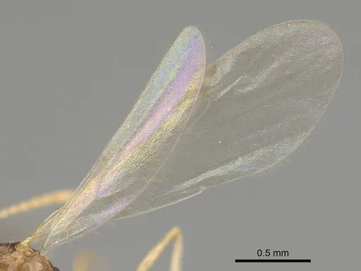 Stenamma californicum specimen CASENT0863114 image casent0863114_4