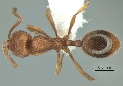 Stenamma californicum specimen CASENT0882271 image casent0882271_1