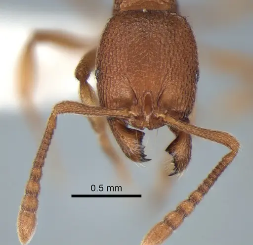 Stenamma californicum specimen CASENT0882271 image casent0882271_2