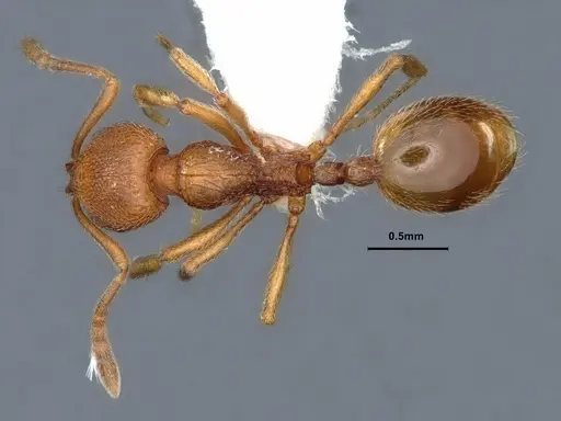 Stenamma californicum specimen CASENT0883230 image casent0883230_1