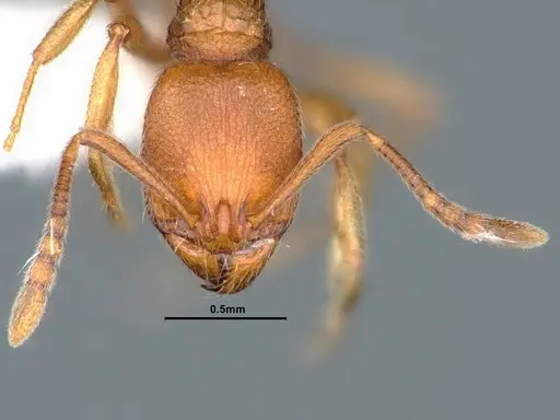 Stenamma californicum specimen CASENT0883230 image casent0883230_2