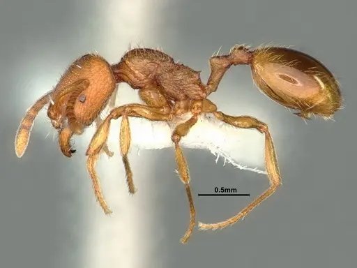 Stenamma californicum specimen CASENT0883230 image casent0883230_3