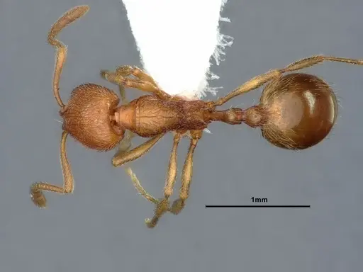 Stenamma californicum specimen CASENT0883412 image casent0883412_1