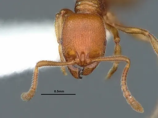 Stenamma californicum specimen CASENT0883412 image casent0883412_2