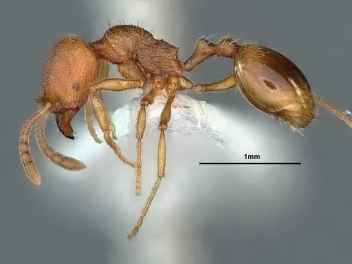 Stenamma californicum specimen CASENT0883412 image casent0883412_3