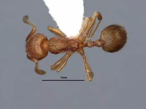 Stenamma californicum specimen CASENT0883413 image casent0883413_1