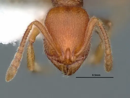 Stenamma californicum specimen CASENT0883413 image casent0883413_2