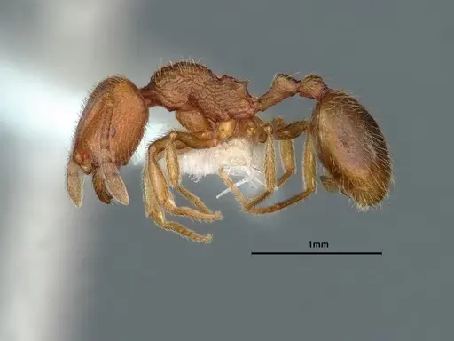 Stenamma californicum specimen CASENT0883413 image casent0883413_3