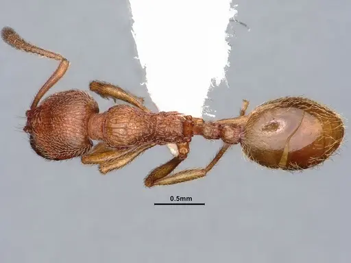 Stenamma californicum specimen CASENT0884238 image casent0884238_1