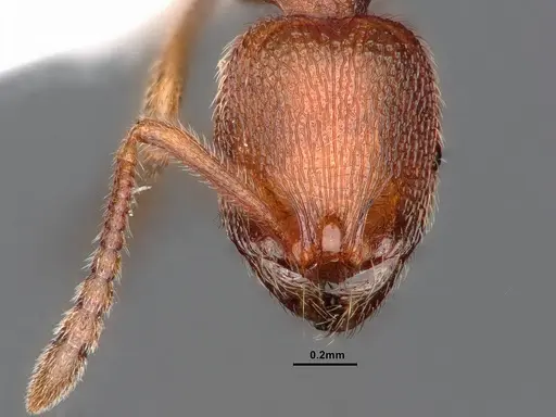 Stenamma californicum specimen CASENT0884238 image casent0884238_2