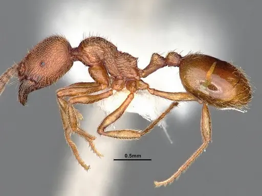 Stenamma californicum specimen CASENT0884238 image casent0884238_3