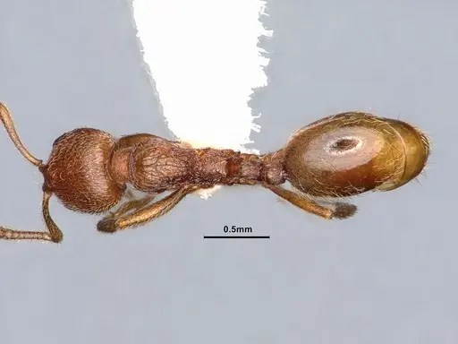 Stenamma californicum specimen CASENT0884267 image casent0884267_1