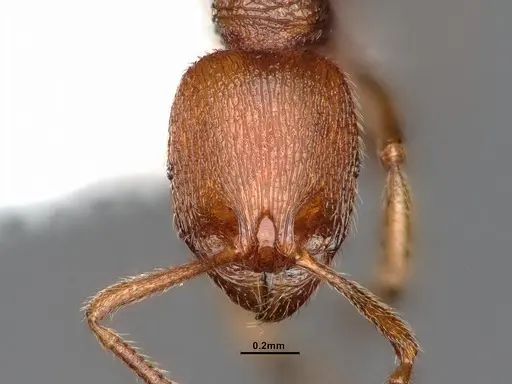Stenamma californicum specimen CASENT0884267 image casent0884267_2