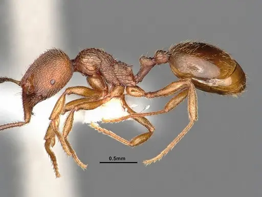 Stenamma californicum specimen CASENT0884267 image casent0884267_3