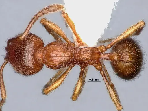 Stenamma californicum specimen CASENT0884439 image casent0884439_1