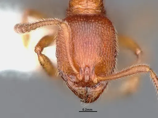 Stenamma californicum specimen CASENT0884439 image casent0884439_2