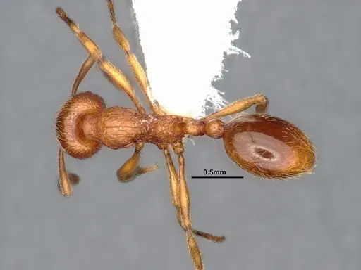 Stenamma californicum specimen CASENT0885494 image casent0885494_1
