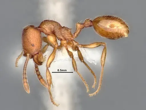 Stenamma californicum specimen CASENT0885494 image casent0885494_3