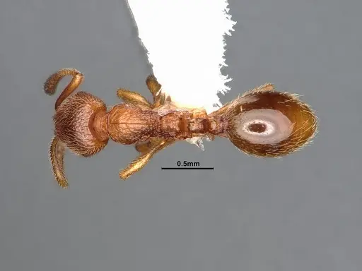 Stenamma californicum specimen CASENT4031367 image casent4031367_1
