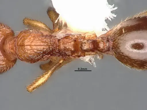 Stenamma californicum specimen CASENT4031367 image casent4031367_2