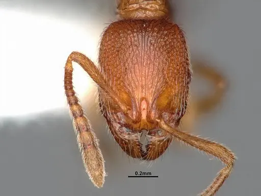 Stenamma californicum specimen CASENT4031367 image casent4031367_3