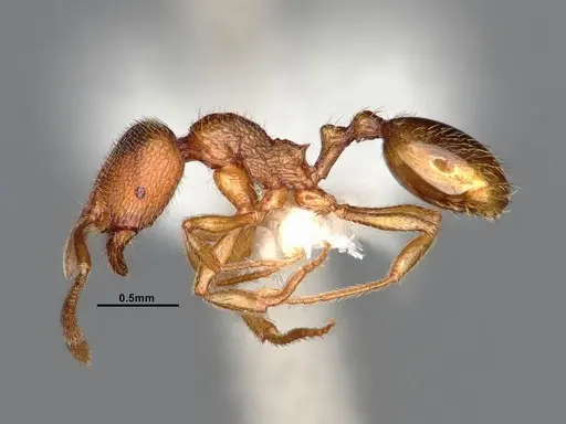 Stenamma californicum specimen CASENT4031367 image casent4031367_4