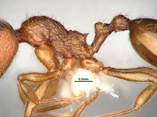 Stenamma californicum specimen CASENT4031367 image casent4031367_5