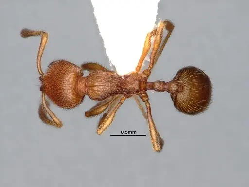 Stenamma californicum specimen CASENT4031368 image casent4031368_1