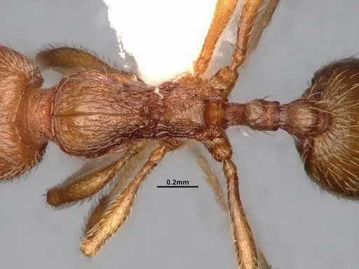 Stenamma californicum specimen CASENT4031368 image casent4031368_2
