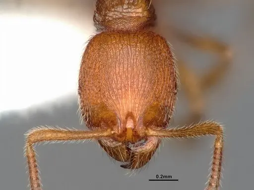 Stenamma californicum specimen CASENT4031368 image casent4031368_3