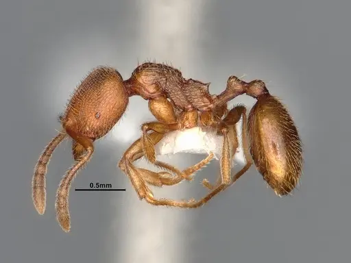 Stenamma californicum specimen CASENT4031368 image casent4031368_4