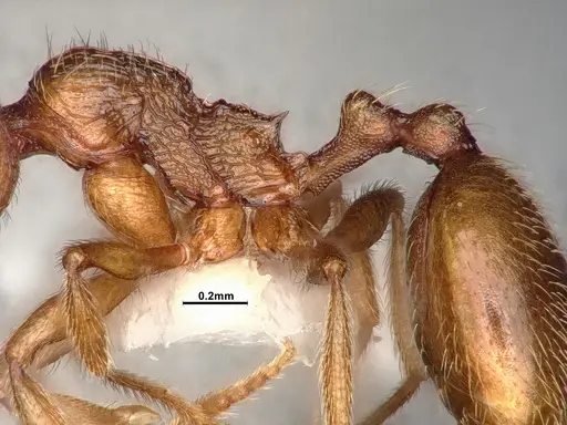 Stenamma californicum specimen CASENT4031368 image casent4031368_5