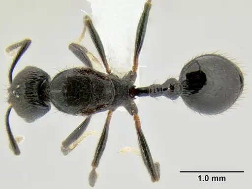 Stenamma callipygium specimen CASENT0603928 image casent0603928_1