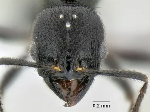Stenamma callipygium specimen CASENT0603928 image casent0603928_2