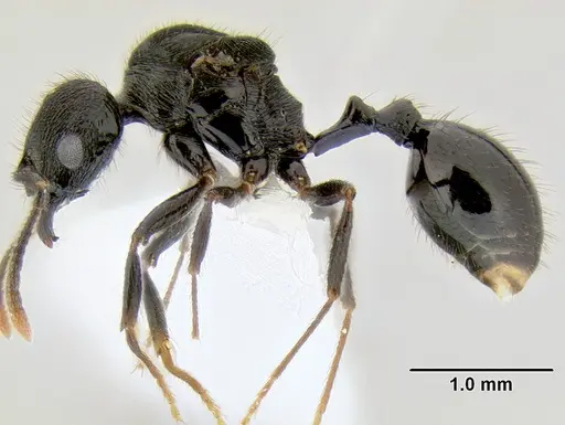 Stenamma callipygium specimen CASENT0603928 image casent0603928_3