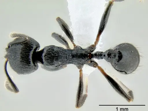 Stenamma callipygium specimen CASENT0606207 image casent0606207_1