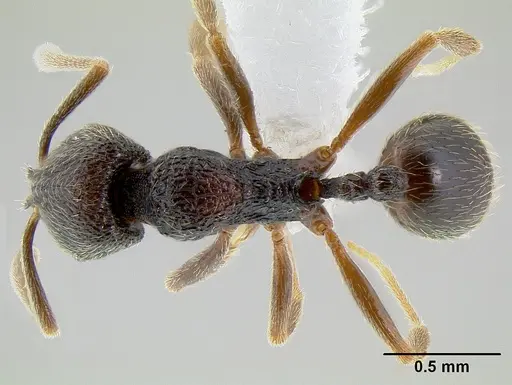 Stenamma catracho specimen CASENT0621281 image casent0621281_1