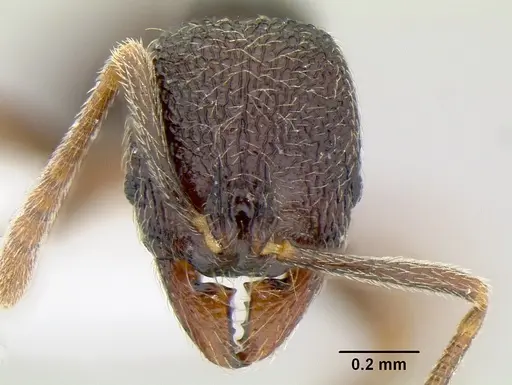Stenamma catracho specimen CASENT0621281 image casent0621281_2