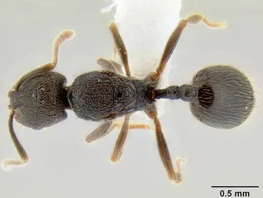 Stenamma catracho specimen CASENT0621305 image casent0621305_1